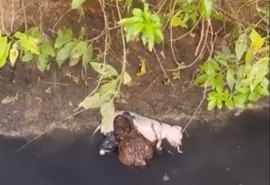 Vídeo: jacaré é flagrado dando ‘giro da morte’ em riacho de Arapiraca