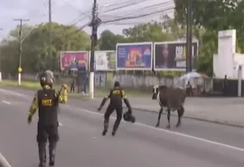 Vaca sente medo e começa a transitar na Av. Durval de Góes Monteiro