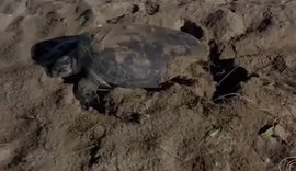 Praia de desova de tartarugas terá regras duras no Carnaval