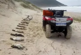 Florianópolis tem quase 300 pinguins encontrados mortos em 40 dias