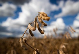 Previsão do Ipea é de estabilidade para setor agropecuário em 2022