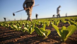 Setor agropecuário impulsionou crescimento do PIB alagoano, mostra governo