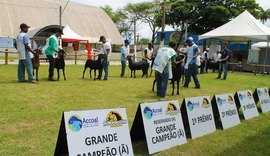 ACA estima crescimento de 10% em volume de negócios da 9ª Expoalagoas Genética