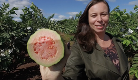 Goiaba produzida no norte do Paraná ganha o mundo