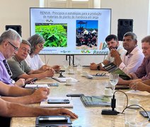 Agricultura busca parcerias para melhorar qualidade genética da mandioca