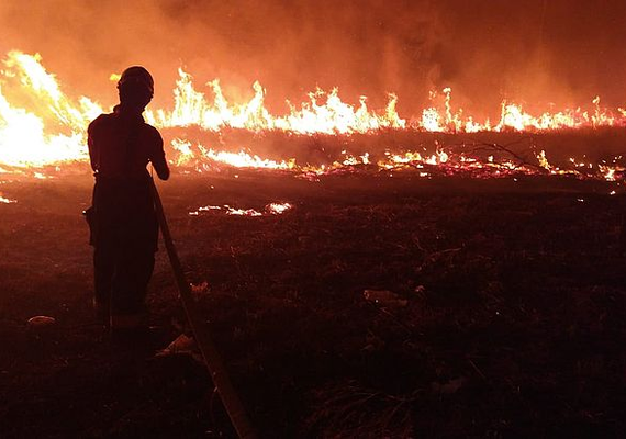 Incêndio de grandes proporções invade vegetação na AL-101