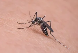 Alagoas receberá R$ 5,4 milhões para reforço no combate à dengue