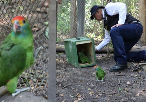 Papagaios Chauás entram na fase final de aclimatação antes da soltura em Alagoas
