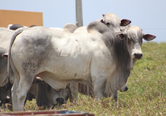 Nelore Estrelas do Norte vai atender demanda por carne gourmet