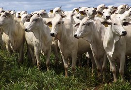 Novo sistema de notificação de doenças de animais começa nesta quarta (1º)