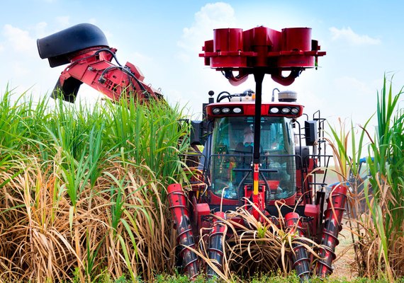 Conheça as principais empresas do setor agrícola que é destaque no mercado alagoano