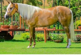 7º Leilão Vale Rico oferta genética do Quarto de Milha de vaquejada