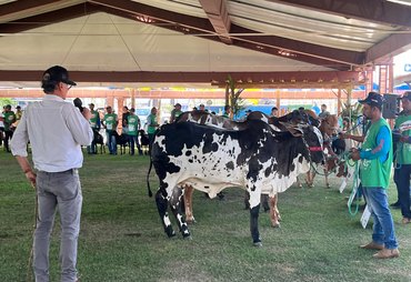 Nelore Pintado estreia na Expoagro-AL e atrai criadores do Nordeste