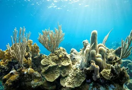 Corais demonstram que El Niño está mais frequente e intenso em estudo