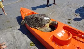 Tartaruga Verde encalha na orla de Ponta Verde em Maceió