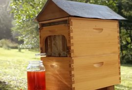 Flow Hive revoluciona apicultura com coleta de mel sem estresse