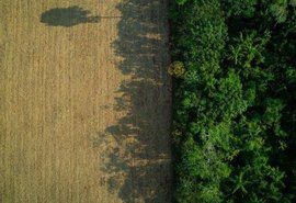 Desmatamento acumulado dos últimos 11 meses cresceu 51% na Amazônia, aponta Imazon