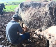 Em Arapiraca, melhoramento genético eleva em 40% a produtividade de leite