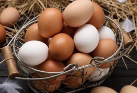 Consumo de ovos deve crescer 6% no Brasil e chegar a 307 por pessoa em 2026