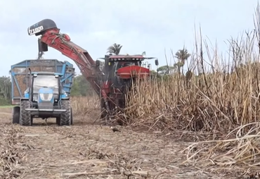 AL Rural viraliza nas redes com reportagem sobre colheita de cana