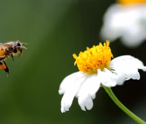 Abelha brasileira pode ser 'arma secreta' contra dengue, diz estudo