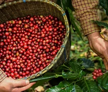 Café despenca nas bolsas e pressiona decisões de venda no Brasil