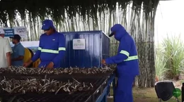 Usina Caeté celebra 60 anos impulsionando inovação e tecnologia no campo