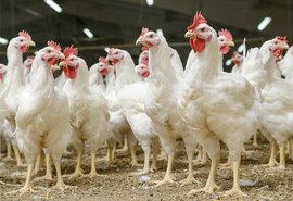 Levantamento: Exportação de aves no Brasil cresce 5,8% no primeiro semestre