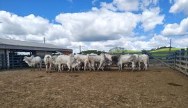 Genética Nelore e tradição bicentenária da Fazenda Recanto marcam Agro Feira IBC 2026