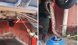 Jiboia de 2 metros é resgatada embaixo de carro na Santa Amélia