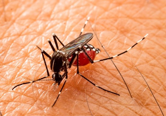 Cresce número de casos de dengue em Arapiraca