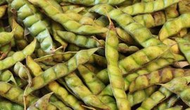 Feijão Guandu: características, benefícios e como produzir