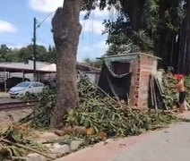 ''Projeto nojento'': Moradores denunciam destruição de árvores centenárias por obras da Braskem e Prefeitura de Maceió