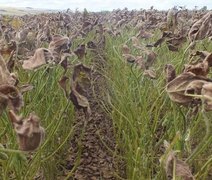Adeal vistoria cultivos de soja para evitar a disseminação da ferrugem asiática