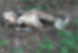 Ossada é encontrada na zona rural do município de Igaci