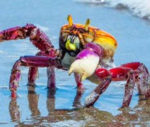 Defeso do caranguejo-uçá começa em Alagoas; captura e venda estão proibidas até abril