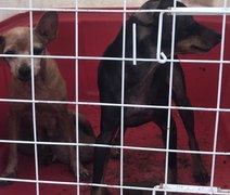 Três cachorros vítimas de maus-tratos são resgatados em Maceió