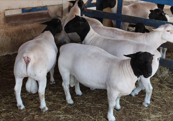 3º Leilão Pé na Areia promete aquecer a ovinocultura alagoana