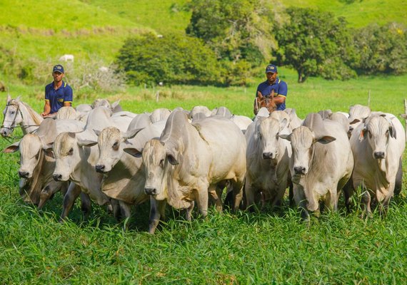 3º Mega Touros SMP vai apresentar animais neste sábado (11); leilão acontece no domingo (12)