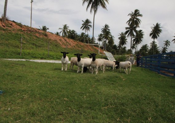 Leilão Pé na Areia abre pré-lance