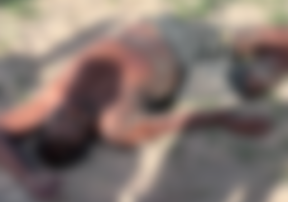 Homem é morto a pauladas após confusão em União dos Palmares