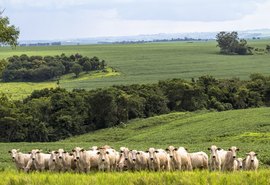 Produção Agropecuária pode custar R$ 1 trilhão neste ano