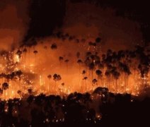 Brasil teve 11,39 milhões de hectares atingidos pelo fogo este ano