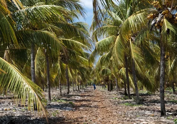 Dia de Campo da Coopaiba foca nos tratos culturais  de coqueirais