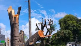 Alurb autua Equatorial por poda e supressão irregular de árvores na Cambona