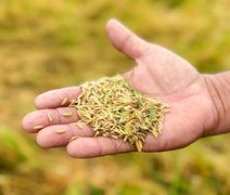 Seagri fortalece produção do arroz com Dia de Campo em Igreja Nova