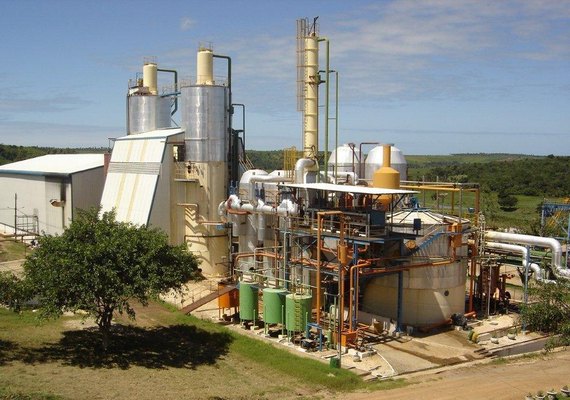 Pindorama confirma início da safra para o próximo dia 20