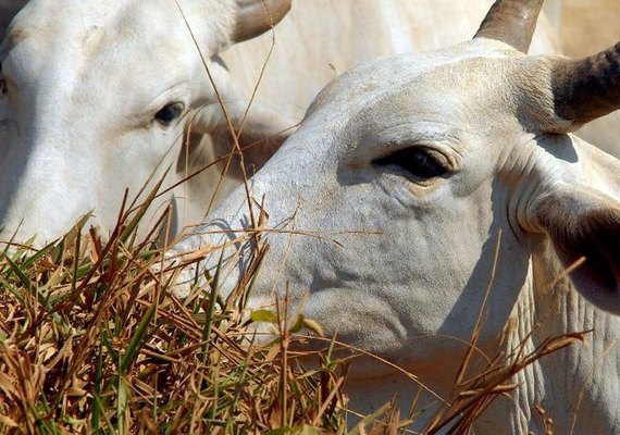 União Europeia veta compra de carne brasileira a partir de setembro