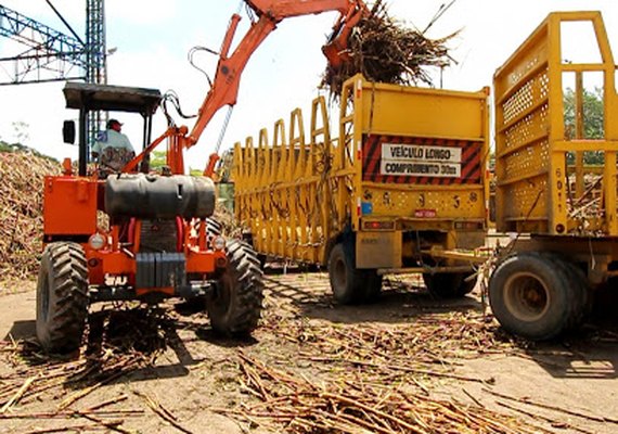 Santo Antônio inicia safra em setembro