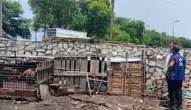 Vigilância Sanitária notifica pocilgas clandestinas na Levada em Maceió